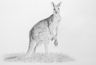 Kangaroo - graphite pencil on Mellotex paper