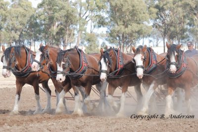Moora Working Draft Horse Muster - the only registered Clydesdale 6 horse team in Victoria.
