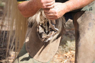 The trimming back in preparation for the new shoe