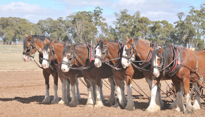 Ricks team of six Clydesdales.