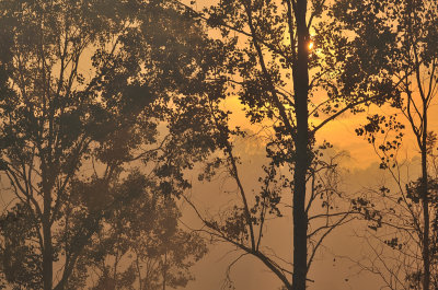 Smoky morning after a controlled burn in the bush.
