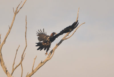 Juvenile wedge-tailed Eagle