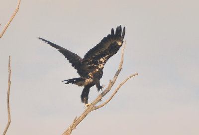 Juvenile wedge-tailed Eagle 