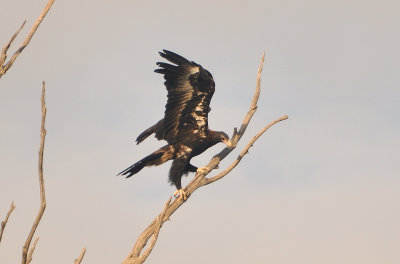 A juvenile Wedge-tailed Eagle.