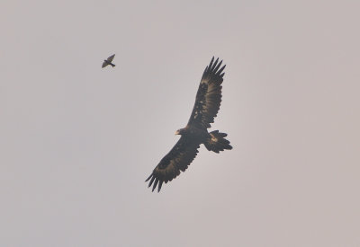 Wedge-tail Eagle and escort.