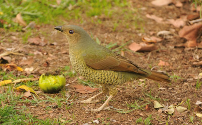 Female Australian satin Bower Bird 