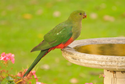 Juvenile King Parrot - getting adult plumage.