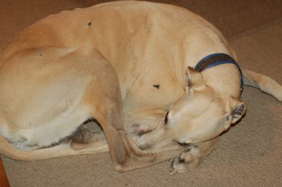 Honey - Greyhounds can curl up really small!