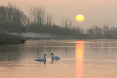 Near Rushy Common