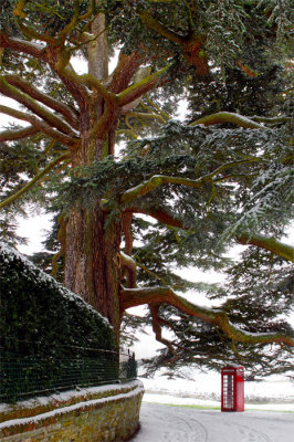 Cedar Tree under Snow, Combe 2013.
