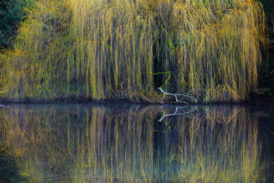 Weeping Willow Tree, Oxfordshire 2013.