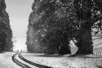 Treeline, Barton Abbey Lodge