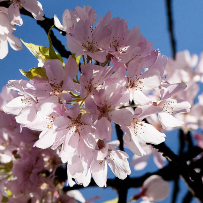 Cherry Blossom2