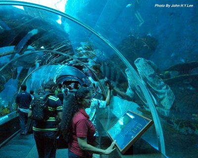 S.E.A. Aquarium, Resorts World Sentosa - Singapore