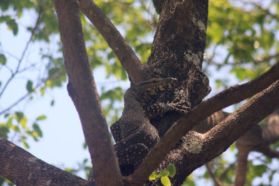 Monitor(Eclipse)Lizard