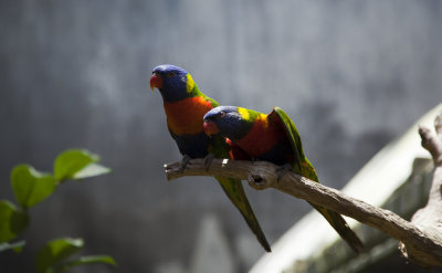 Buddies not Budgies