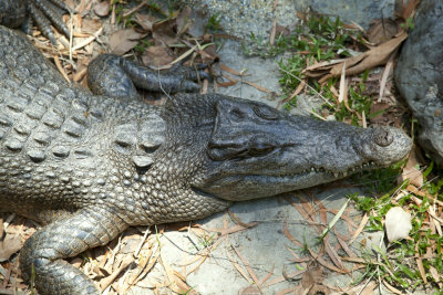 Crocs Head
