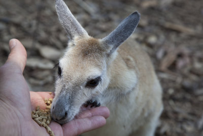 Feeding a Roo