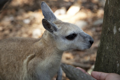 Babyroo