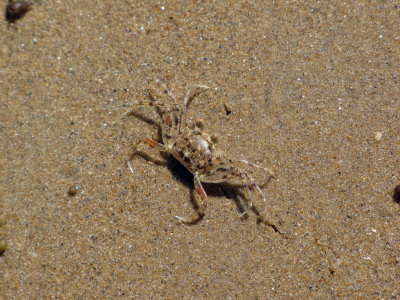 Crab