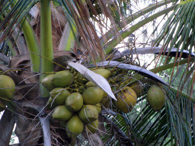 Coconuts