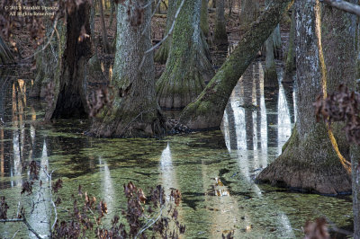 Cypress-Swamp-07