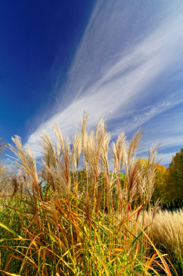 P_Jardin botanique de Montral.jpg