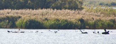 La Fira de Pins al Delta del Ebre