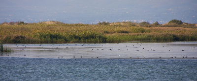 La Fira de Pins al Delta del Ebre