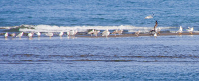 La Fira de Pins al Delta del Ebre