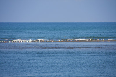 La Fira de Pins al Delta del Ebre