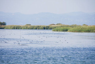 La Fira de Pins al Delta del Ebre