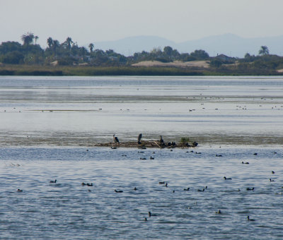 La Fira de Pins al Delta del Ebre