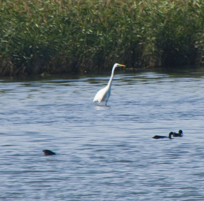 La Fira de Pins al Delta del Ebre