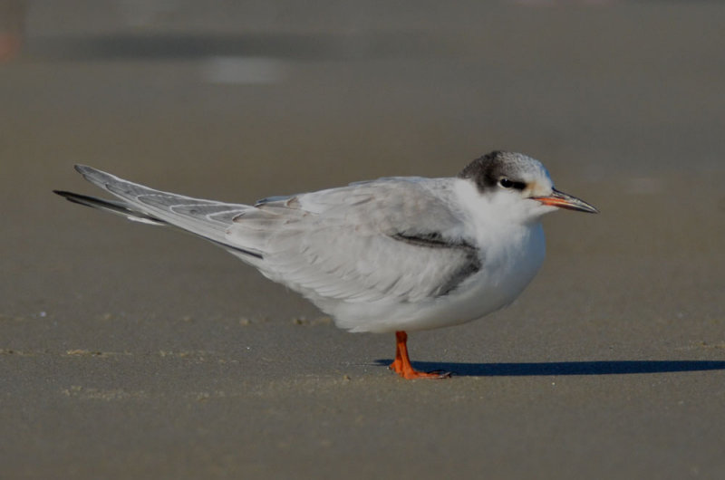 1st yr common tern sandy point plum island