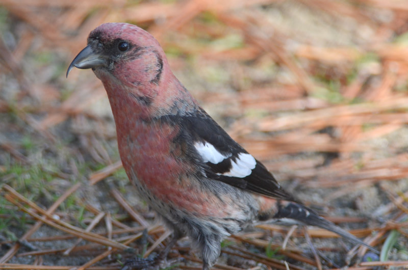 white-wing crossbill salisbury ma