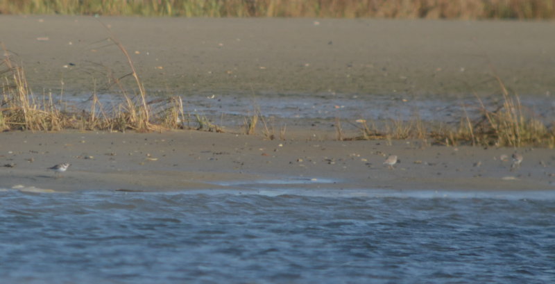 semipal plovers sandy point getting late