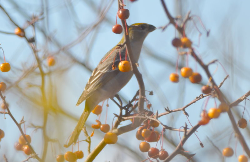 Pine Grosbeak plum Island