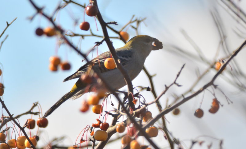 Pine Grosbeak plum Island