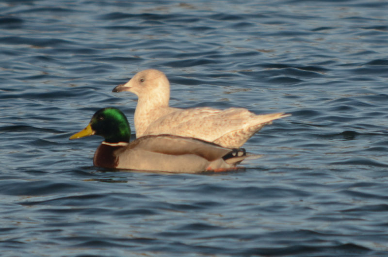 Kumliens Gull Silver Lake Wilmington