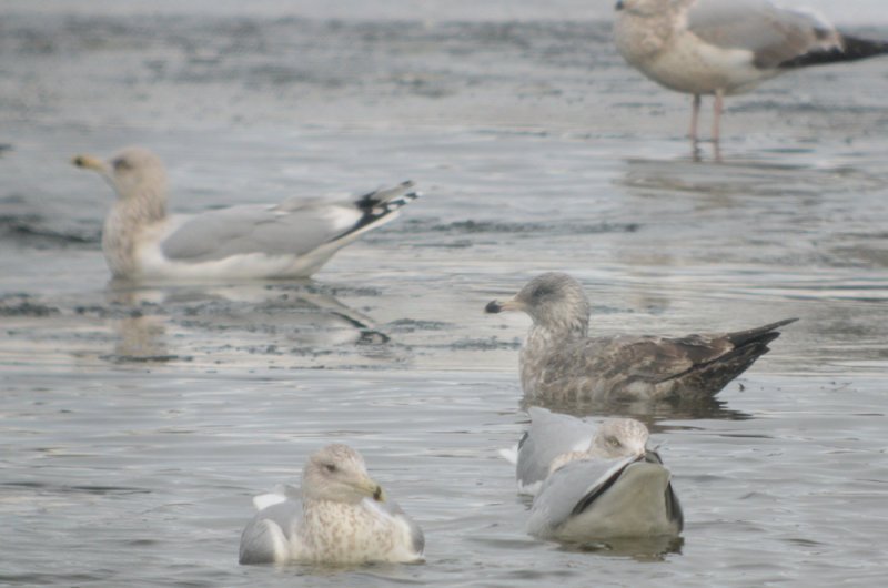 dark 3rd yr? Herring gull Silver lake Wilmington