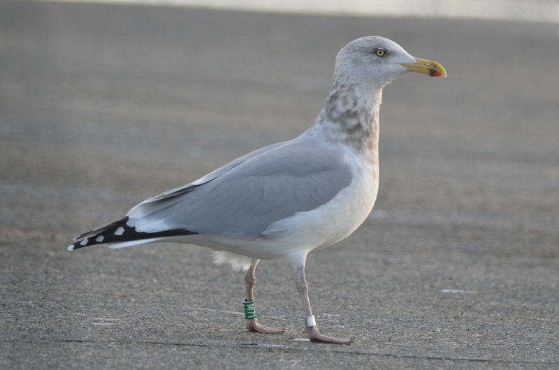 another banded appledore HERG Salisbury