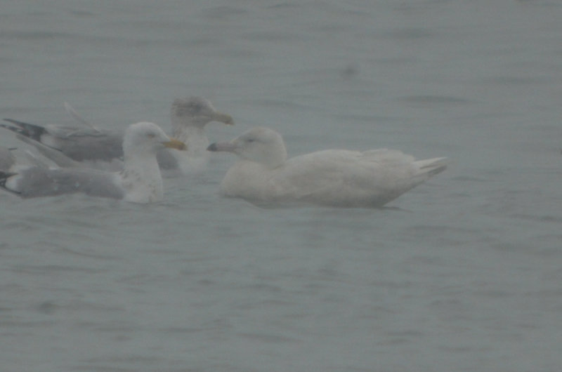 glaucous gull revere beach