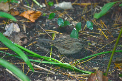 lincoln's sparrow wilmington
