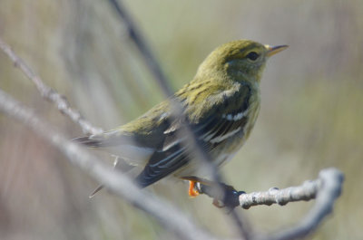 blackpoll warbler  plum island