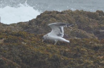 dark mantle gull probably lbbg?