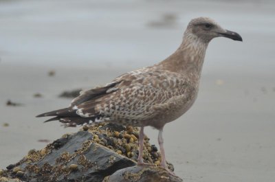 juv/1st yr herring gull  gloucester