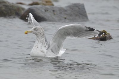 adult herring gull plum island