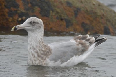 3rd yr herring gull plum island