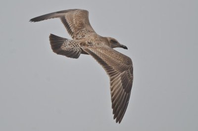 juv/1st yr herring gull plum island